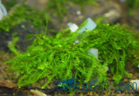 Pilo Moos - Rarität (Pilotrichaceae sp) - auf Plant Sheet Pilo Moos - Rarität (Pilotrichaceae sp) - auf Plant Sheet