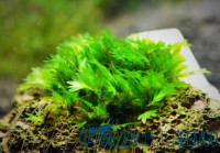 Fissidens sp. Miroshaki - Miroshaki-Moos - Rarität - auf Plant Sheet Fissidens sp. Miroshaki - Miroshaki-Moos - Rarität - auf Plant Sheet