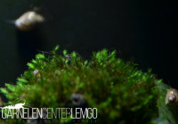 Fissidens Sp. Vietnam auf Plant Sheet Fissidens Sp. Vietnam auf Plant Sheet