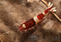 Wine Red Garnele, versch. Zeichnungen - DNZ Wine Red Garnele, versch. Zeichnungen - DNZ