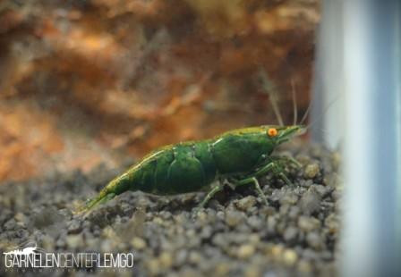 Green Jade OE/AE Garnele - "Green Demon" Garnele - DNZ