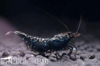 Skyfish Blue Boa - Grade SS/ Mid Grade- DNZ Skyfish Blue Boa - Grade SS/ Mid Grade- DNZ