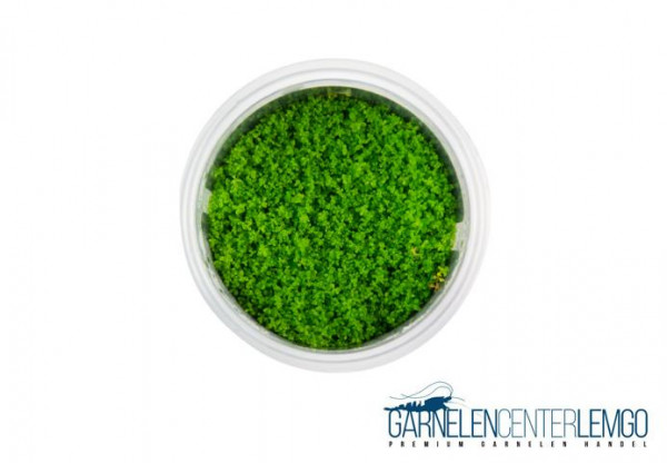 Hemianthus Callitrichoides Cuba "HCC" - InVitro