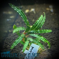 Bucephalandra sp. Catherinae Rhizom Bucephalandra sp. Catherinae Rhizom