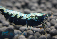 Skyfish Galaxy Boa Startpaket 10+1 - DNZ Skyfish Galaxy Boa Startpaket 10+1 - DNZ