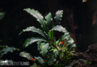 Bucephalandra sp. Medusa Rhizom Bucephalandra sp. Medusa Rhizom