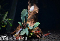 Bucephalandra sp. Red Sword Rhizom Bucephalandra sp. Red Sword Rhizom