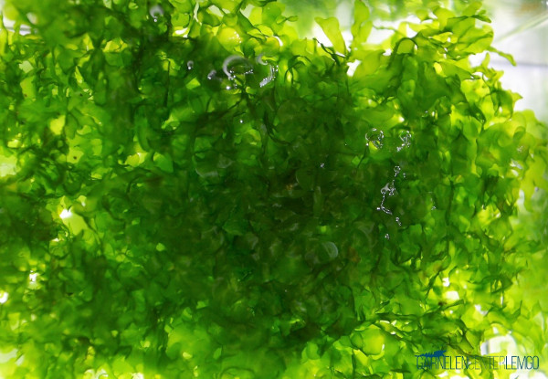 Süßwassertang - Lomariopsis lineata