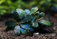 Bucephalandra sp. Hades Purple Blue - submers - Rhizom Bucephalandra sp. Hades Purple Blue - submers - Rhizom