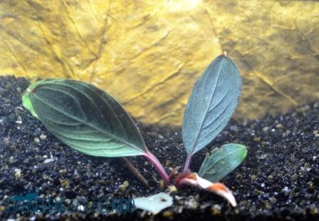 Bucephalandra Sp. Kishii - Black Achilles auf Lava
