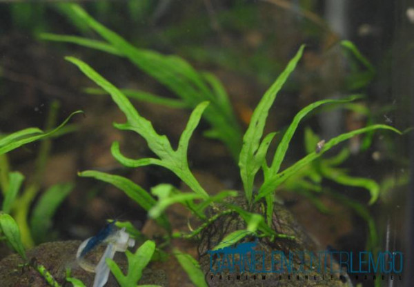 Trident Javafarn - Microsorum pteropus Trident