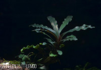 Bucephalandra sp. Godzilla Mini, submers, Rhizom Bucephalandra sp. Godzilla Mini, submers, Rhizom