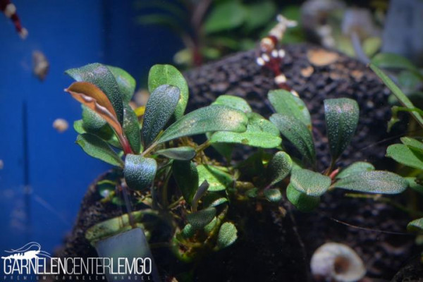 Bucephalandra sp. Mini Shima, submers, Rhizom
