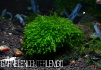 Mini Guyana Moos Mini Guyana Moos