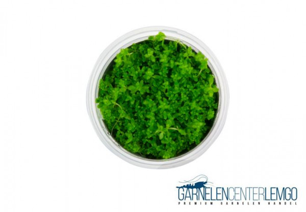 Micranthemum micranthemoides - InVitro