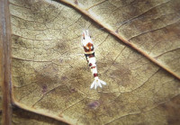 Vorschau: Skyfish Pinto Mosura Tiger Red - Grade SSS / High Grade- DNZ Vorschau: Skyfish Pinto Mosura Tiger Red - Grade SSS / High Grade- DNZ