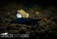 Vinfish Blue Devil O.E. Garnele SSS Grade - DNZ Vinfish Blue Devil O.E. Garnele SSS Grade - DNZ