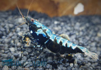 Skyfish Blue Boa - Grade S/ Low Grade- DNZ Skyfish Blue Boa - Grade S/ Low Grade- DNZ