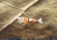 Vorschau: Skyfish Pinto Mosura Tiger Red - Grade SSS / High Grade- DNZ Vorschau: Skyfish Pinto Mosura Tiger Red - Grade SSS / High Grade- DNZ