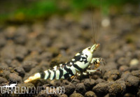 Vinfish Thunder Black Fancy Tiger SSS Grade - DNZ Vinfish Thunder Black Fancy Tiger SSS Grade - DNZ