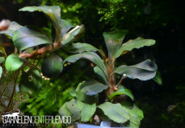 Bucephalandra sp. M22, submers, Rhizom