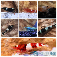 Taiwaner Startpaket 10+1 - DNZ Taiwaner Startpaket 10+1 - DNZ