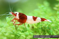 Wine Red No Entry Garnele - DNZ Wine Red No Entry Garnele - DNZ