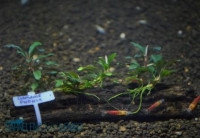 Bucephalandra sp. Brownie Phönix Rhizom Bucephalandra sp. Brownie Phönix Rhizom