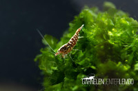 Skyfish Galaxy Fishbone Red Snowflake Garnele S/SS - DNZ Skyfish Galaxy Fishbone Red Snowflake Garnele S/SS - DNZ