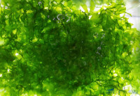 Süßwassertang - Lomariopsis lineata Süßwassertang - Lomariopsis lineata