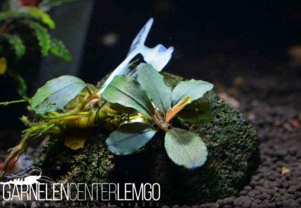 Bucephalandra sp. Theia Blue Green, submers, Rhizom