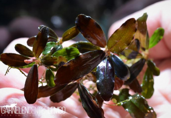 Bucephalandra Sp. Purple Leaf, submers, Rhizom (931/2, 1321)