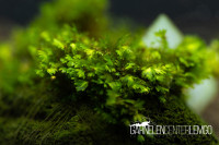 Fissidens sp. Exilis *Rarität* - auf Plant Sheet Fissidens sp. Exilis *Rarität* - auf Plant Sheet