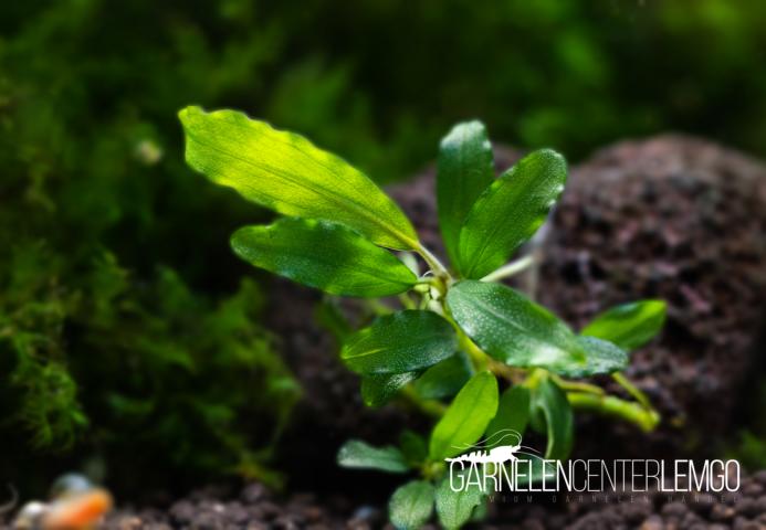 Bucephalandra sp. Narcissus 2 - submers - Rhizom