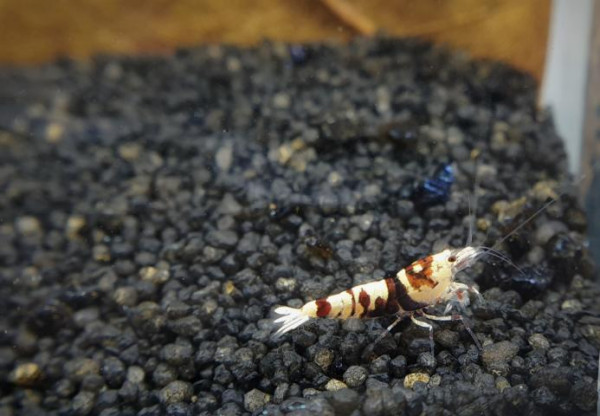 Skyfish Pinto Mosura Tiger Red - Grade SSS / High Grade- DNZ