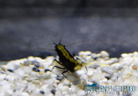 Golden Backline Garnele - DNZ Golden Backline Garnele - DNZ