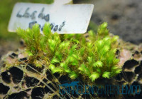 Fissidens sp. Lhaha Forest auf Plant Sheet - Rarität Fissidens sp. Lhaha Forest auf Plant Sheet - Rarität