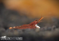 Caridina Striata / Red Line Garnele - Importe Caridina Striata / Red Line Garnele - Importe