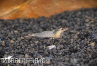 Caridina longidigta - Pink Boxer Garnele - Import Caridina longidigta - Pink Boxer Garnele - Import