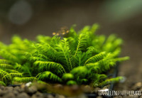 Fissidens sp. Appalachensis *Rarität* - auf Plant Sheet Fissidens sp. Appalachensis *Rarität* - auf Plant Sheet