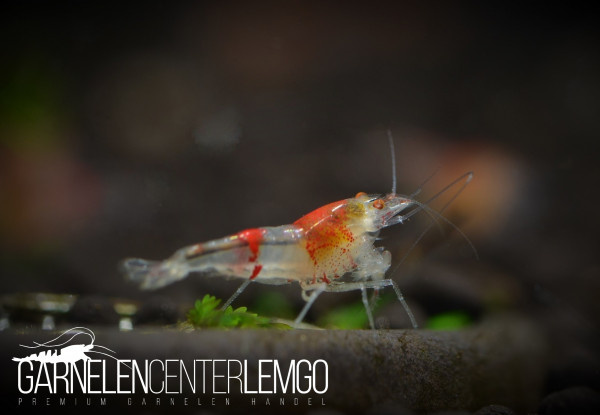 Red Ghost "Hollow Eyes" Garnele (DNZ)