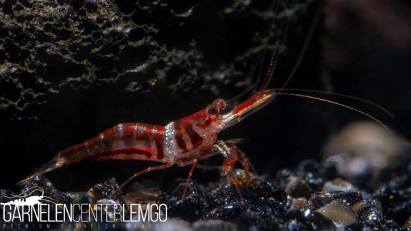 Caridina woltereckae /Harlekingarnele - Importe