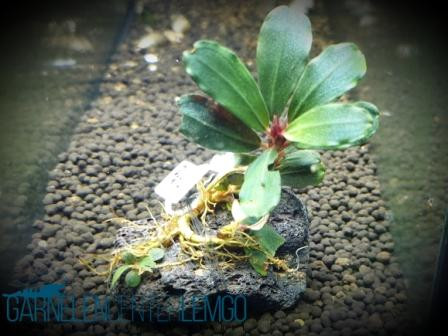 Bucephalandra Sp. Paris Rhizom - Selten (614)