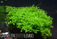 Crystal Moss auf Plant Sheet Crystal Moss auf Plant Sheet