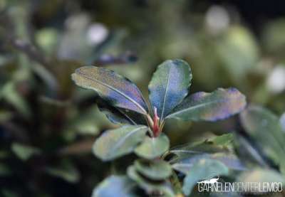 Bucephalandra sp. Nanga Pinoh Blue - submers - Rhizom