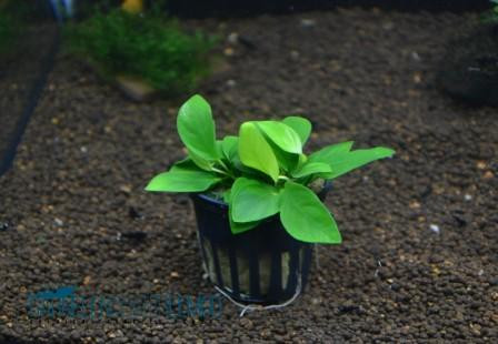 Anubias Barteri Nana - Zwergspeerblatt - 1522