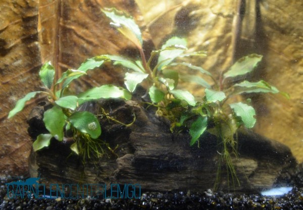 Bucephalandra "ohne Name" - submers