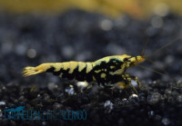 Skyfish Galaxy Fishbone Black SSS - High Grade - DNZ Skyfish Galaxy Fishbone Black SSS - High Grade - DNZ