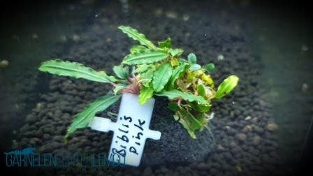 Bucephalandra Sp. Biblis Pink auf Lava (1022)