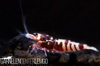 Skyfish Galaxy Tiger Pinto Red - Grade SS / Mid Grade- DNZ Skyfish Galaxy Tiger Pinto Red - Grade SS / Mid Grade- DNZ